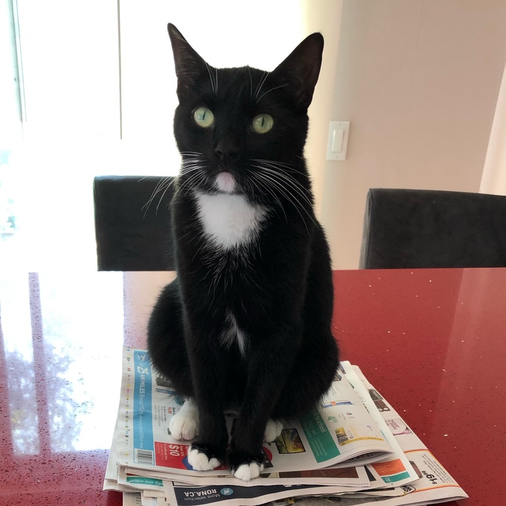 Meet your Posher, Natasha